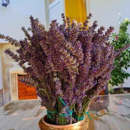 Centar Paklenica 아파트 *